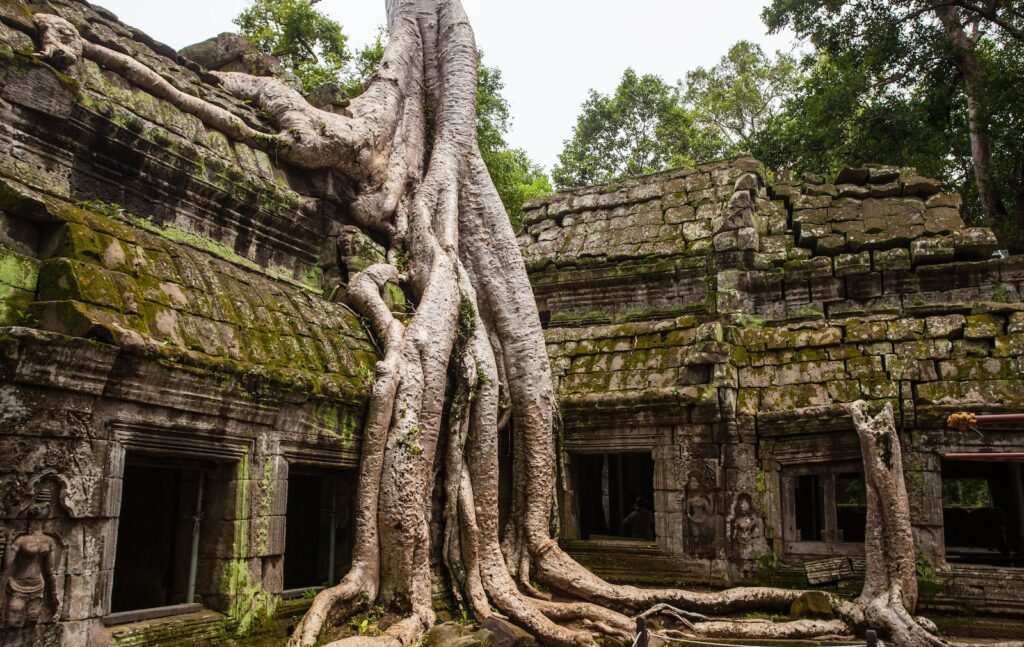Ta Prohm concrete temple with tree root on top